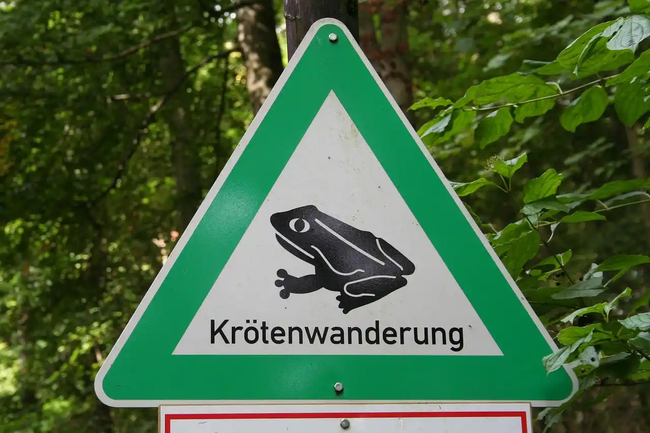 Krötenwanderung in Ludwigsburg Beitragsbild