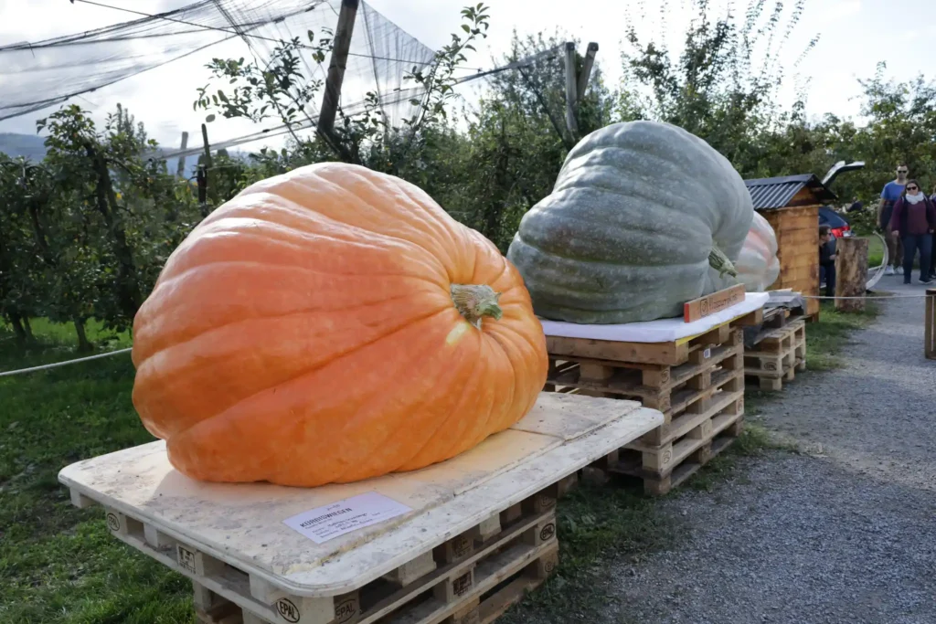 Riesenkuerbisse auf der Kuerbisausstellung in Ludwigsburg